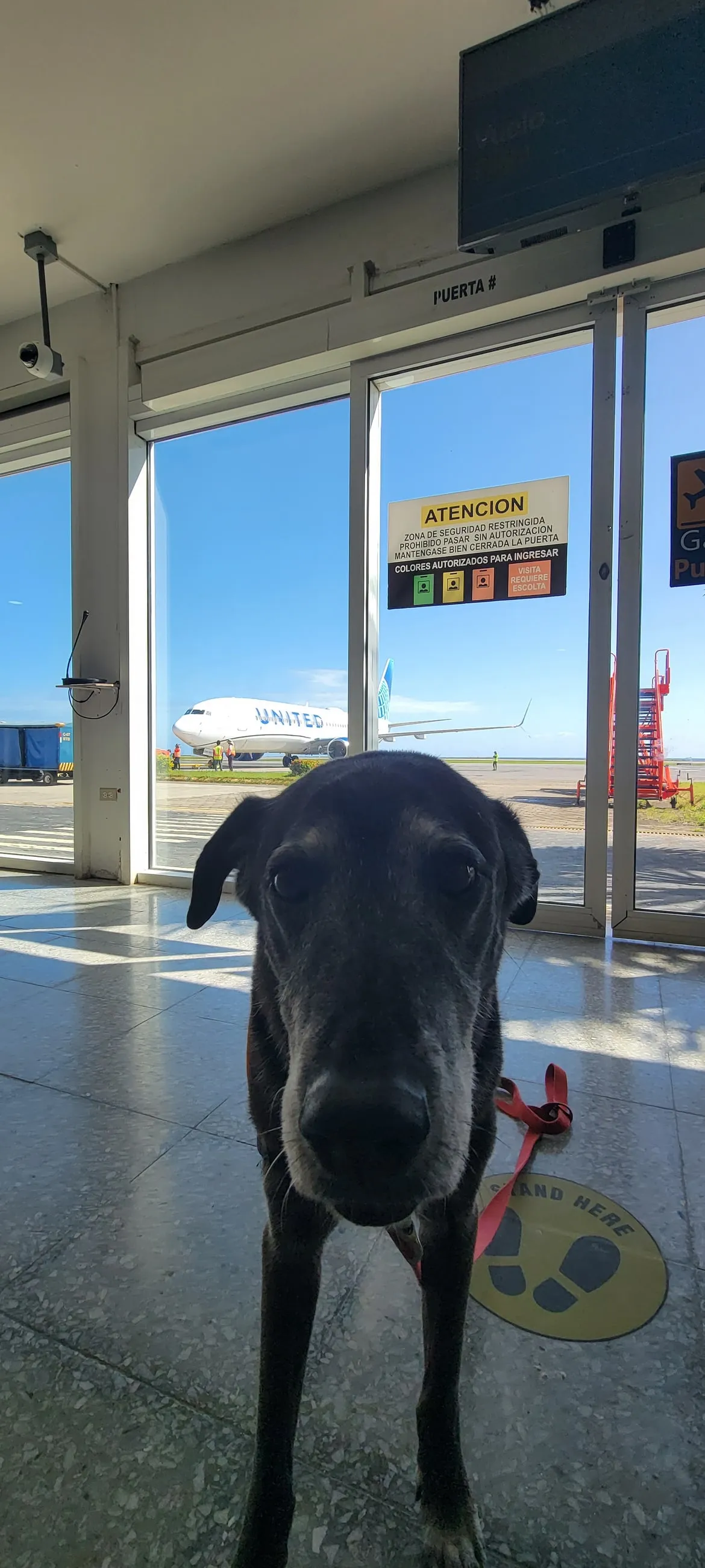 A dog waiting at the airport gate, an airliner on the apron through the glass behind