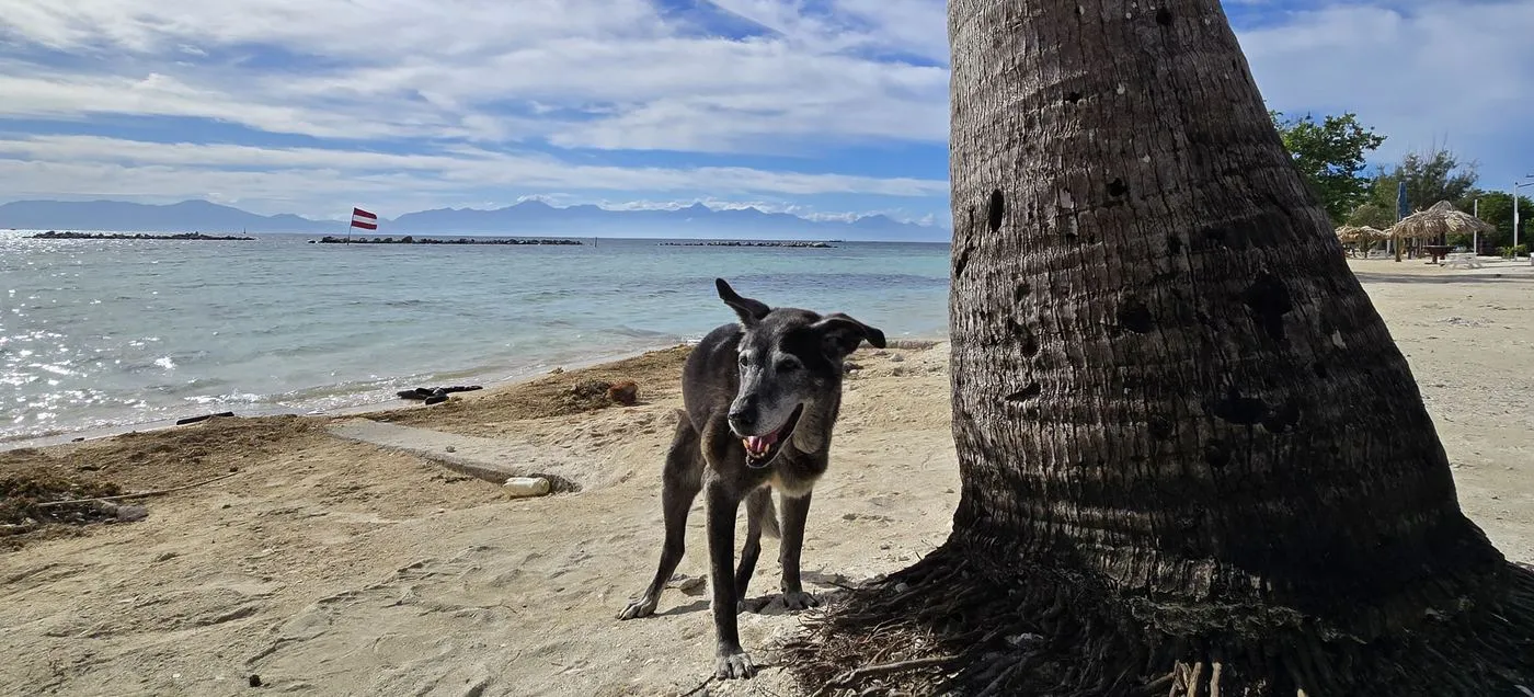 Dog on the beach in the Bay Islands, Honduras