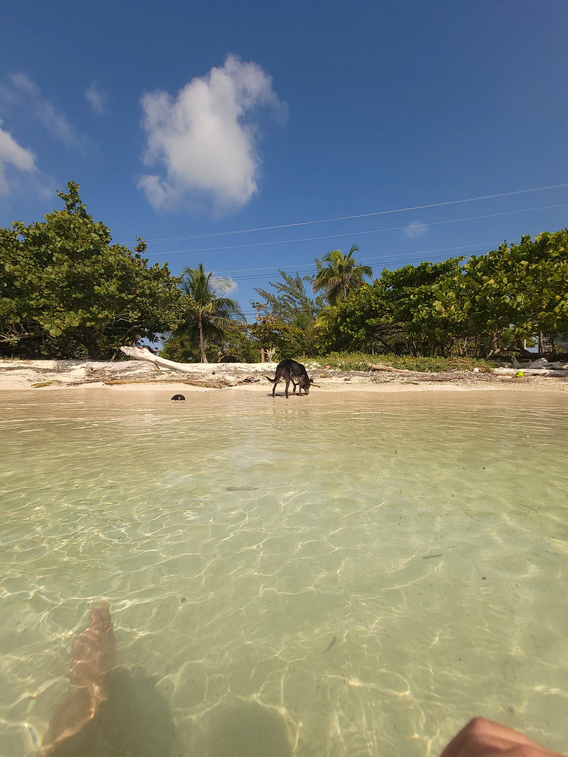 A dog at the water's edge on a Bay Islands beach