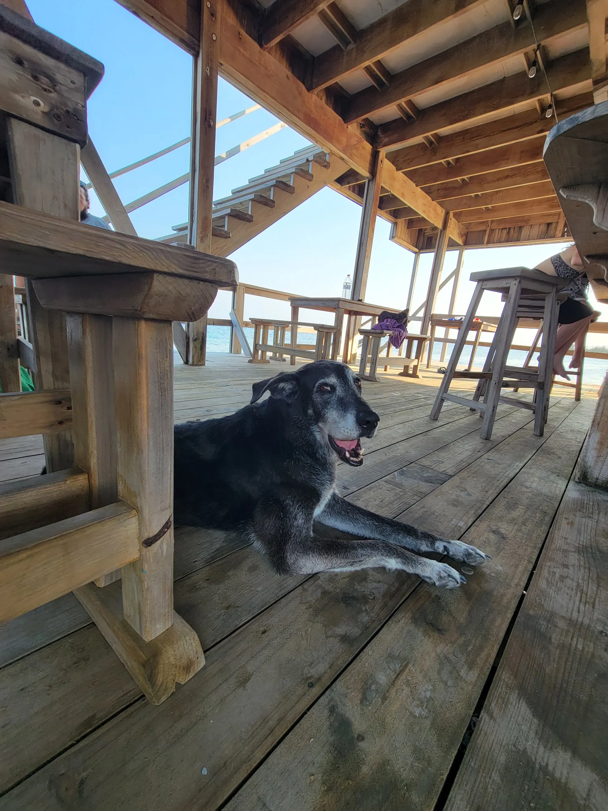 A dog stretched out on the deck of a waterfront bar