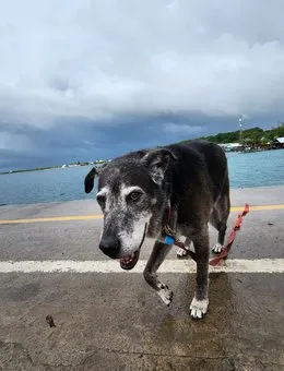 Dog with ID tag at the waterfront in the Bay Islands, Honduras