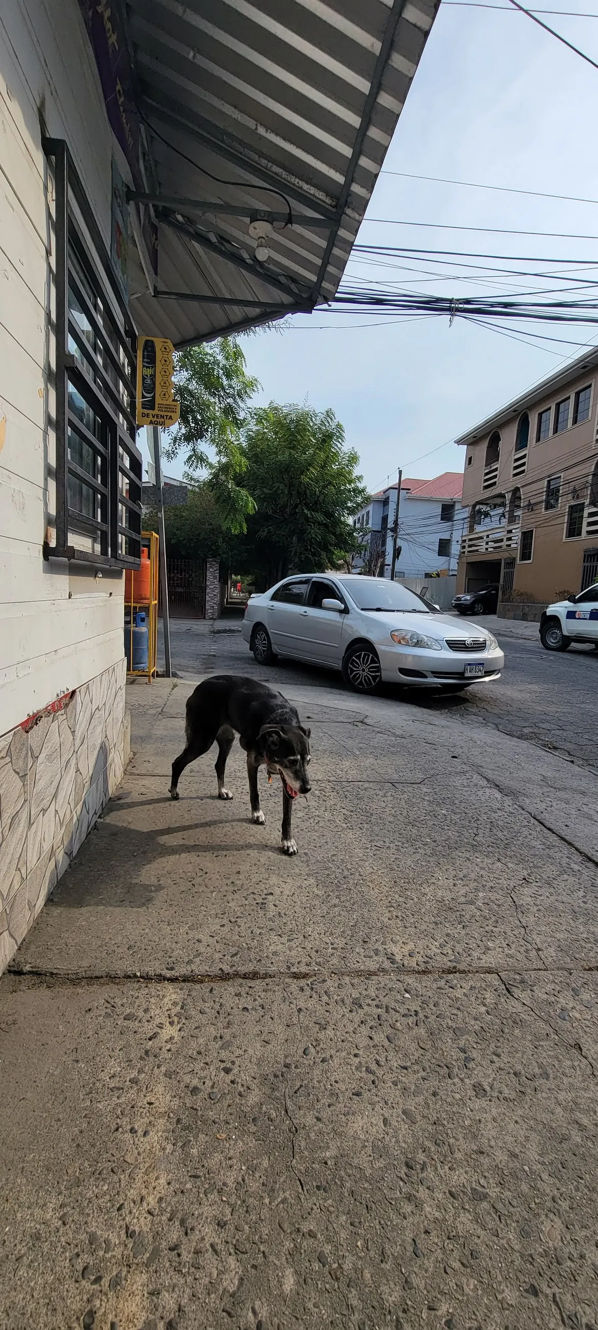 A dog walking a mainland Honduran street, parked cars and shopfronts alongside