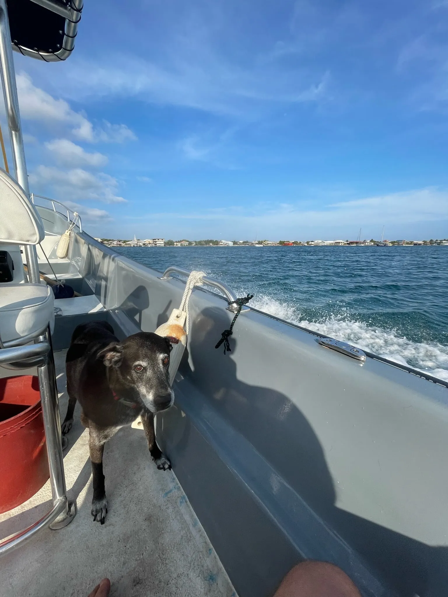 A dog standing on the deck of a boat underway, island shoreline in the distance