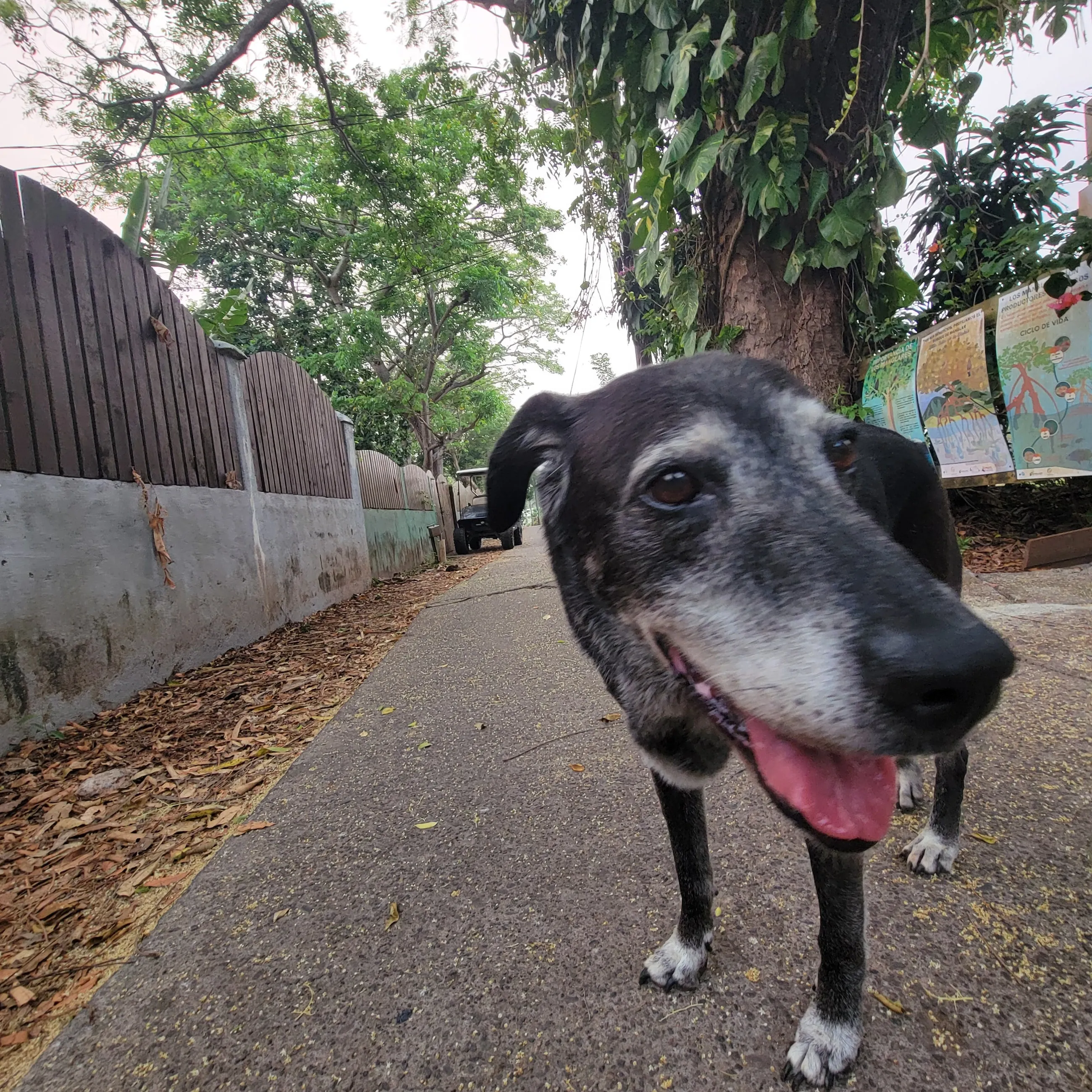 Close-up of a grey-muzzled dog on a shaded island street