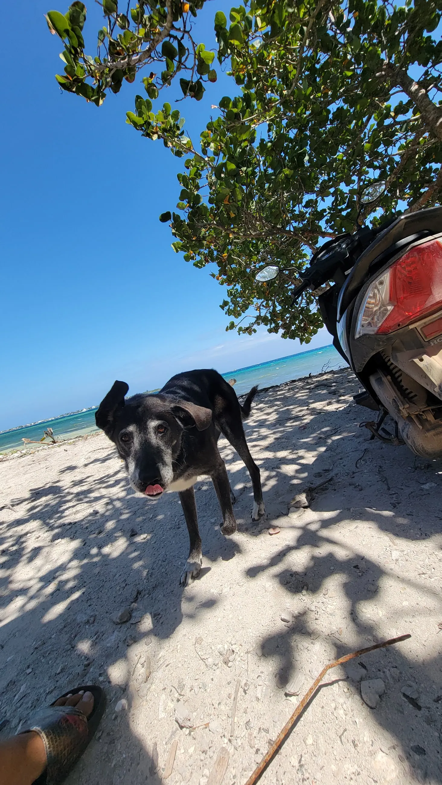 A dog in the shade of a tree beside a parked scooter on the beach