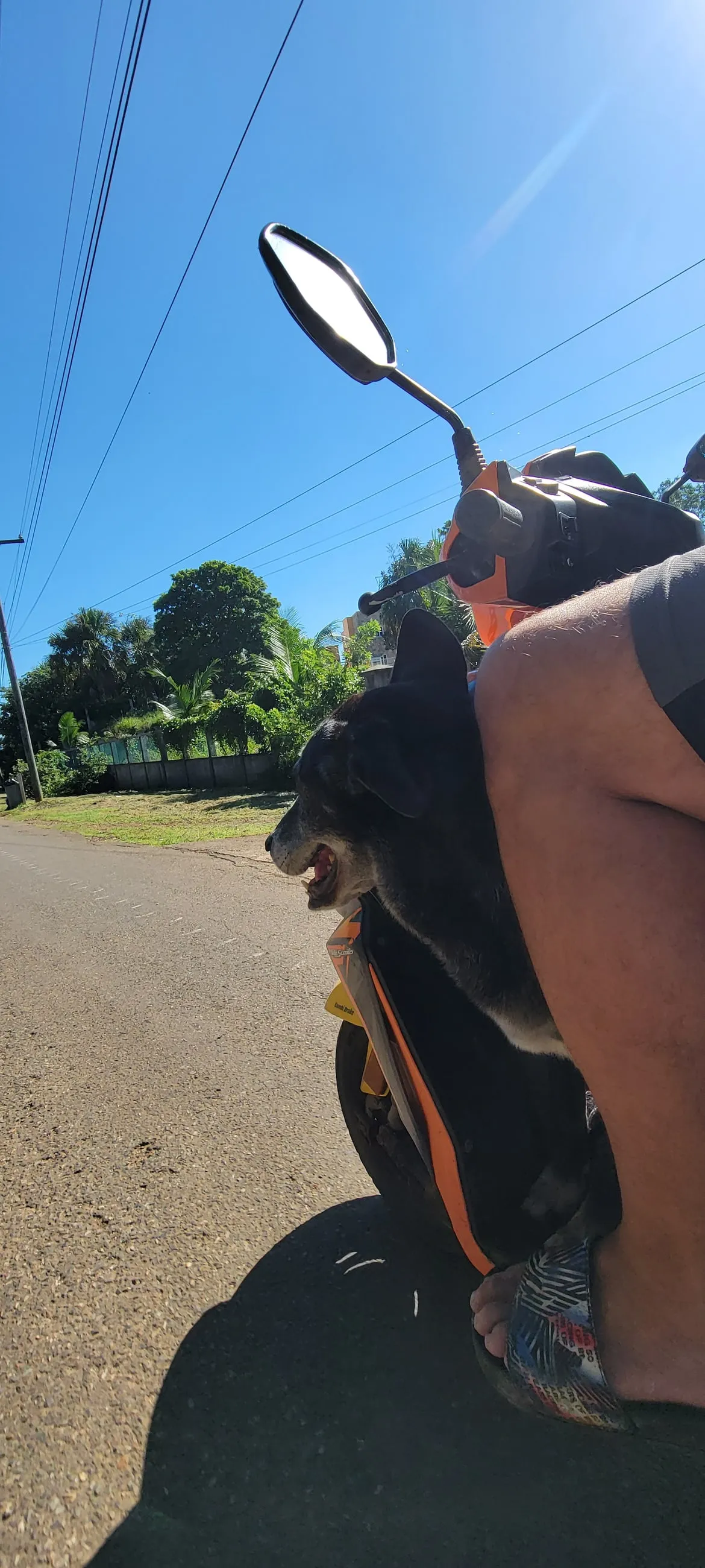 A dog riding on the footwell of a scooter along an island road