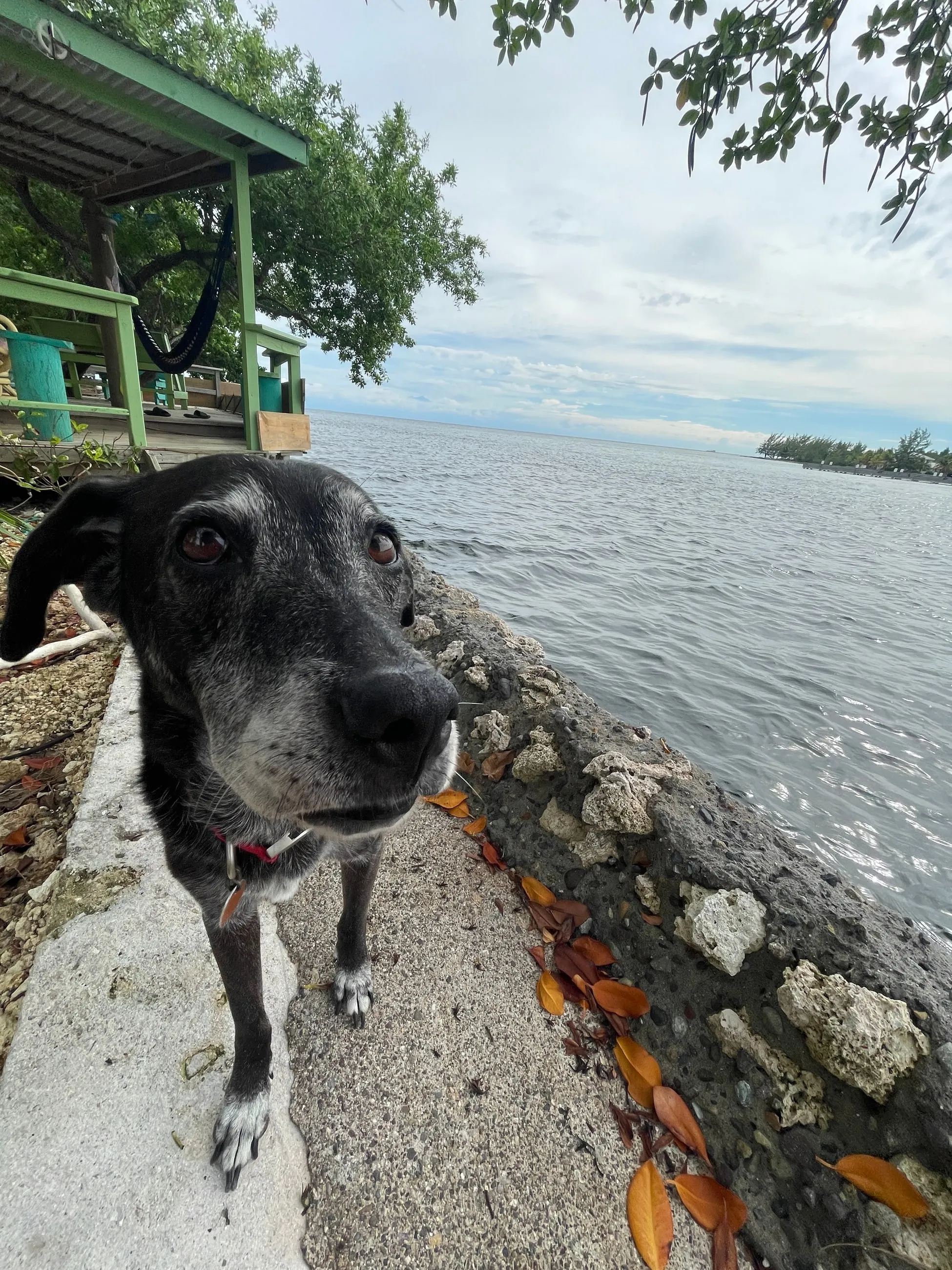 A dog on a seawall path beside calm water, a green cabin behind