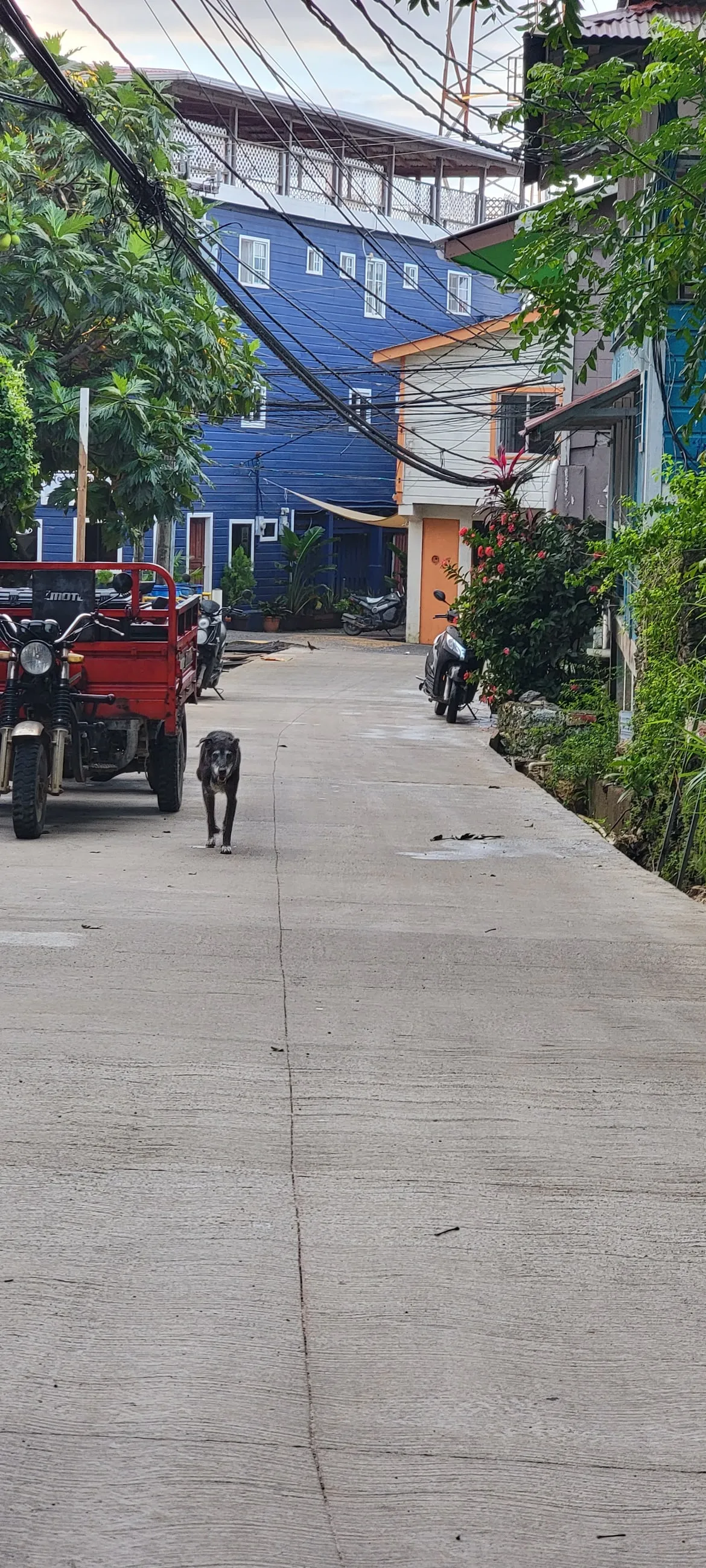 A dog walking down a residential street on Utila