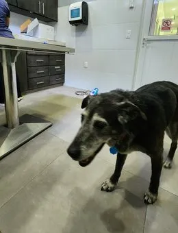 Dog at the vet clinic in Honduras for an exit health certificate